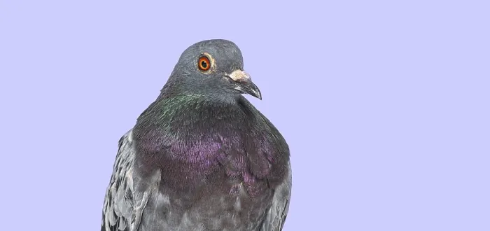 Framed Print : Head shot of a Front view of a feral pigeon
