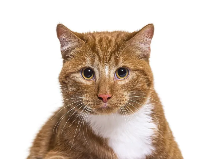 Framed Print : Head shot of a young ginger crossbreed cat looking at the camera Framed Print : Head shot of a young ginger crossbreed cat looking at the camera