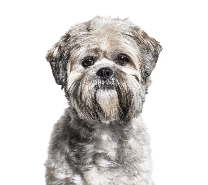 Framed Print : Headshot of a black and white groomed Lhasa Apso Framed Print : Headshot of a black and white groomed Lhasa Apso
