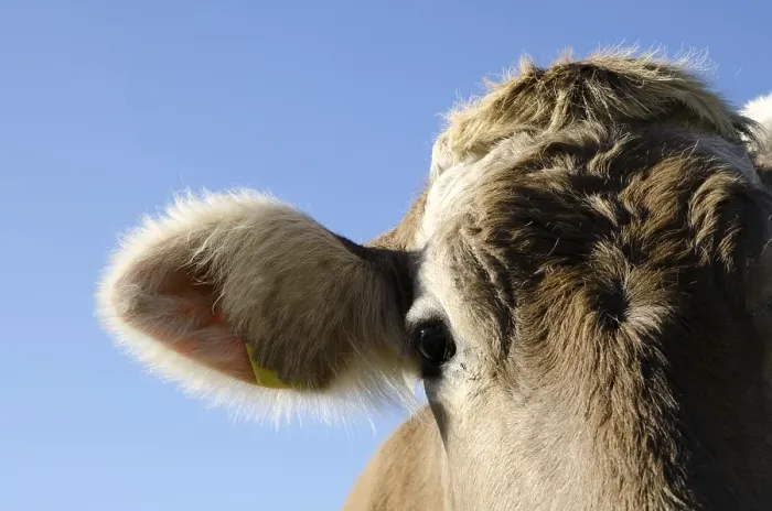 Framed Print : Headshot on a Cow Framed Print : Headshot on a Cow