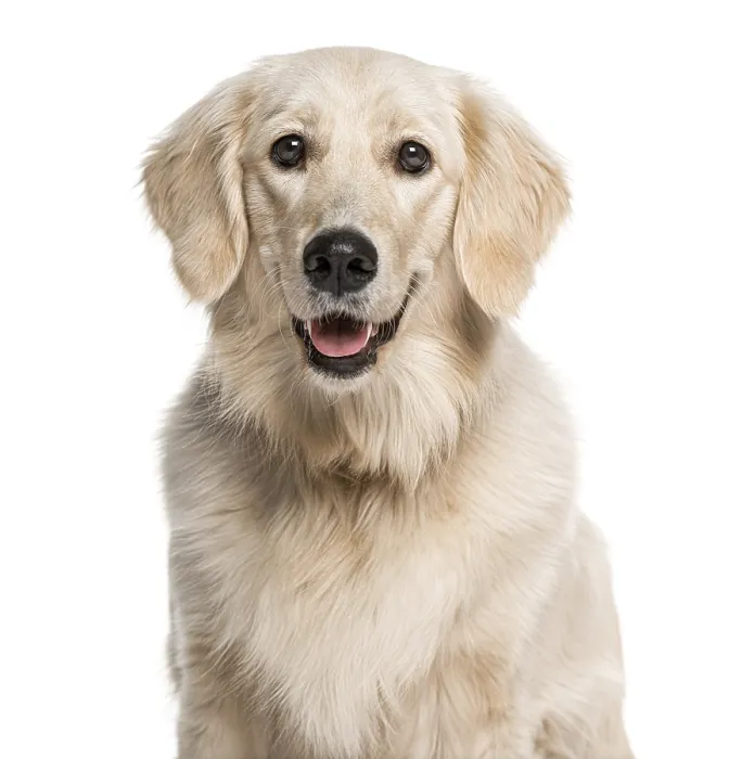 Framed Print : Headshot of a Golden Retriever (1 year old)