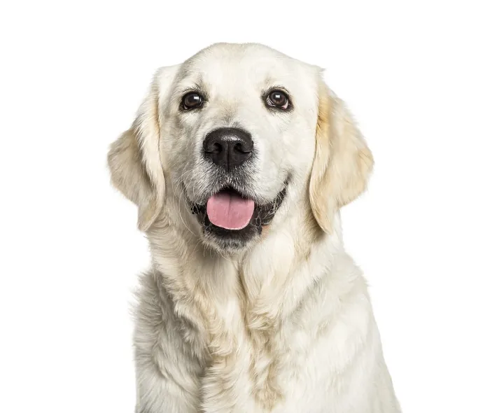 Framed Print : Headshot of a Panting Golden Retriever Framed Print : Headshot of a Panting Golden Retriever