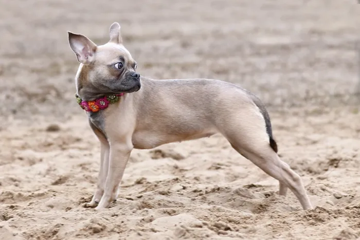 Framed Print : Healthy CDDY gene free French Bulldog dog with very long nose and tail Framed Print : Healthy CDDY gene free French Bulldog dog with very long nose and tail