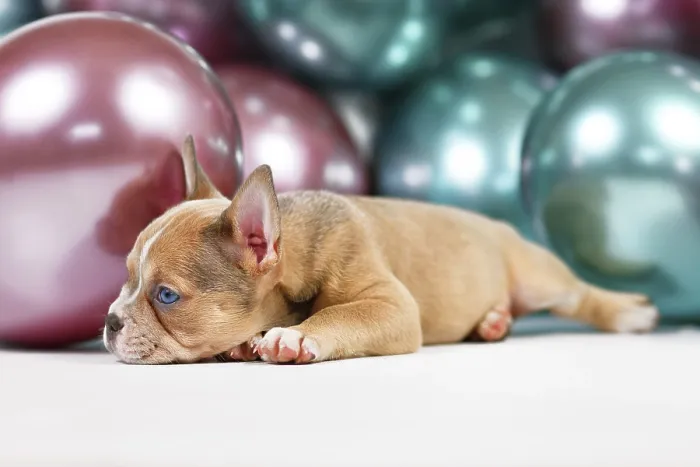 Framed Print : Healthy French Bulldog dog puppy with long nose lying fown in fornt of colorful balloon