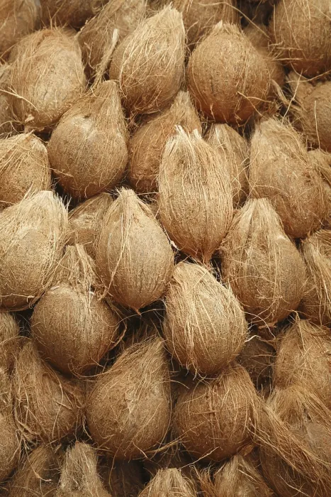 Framed Print : Heap of peeled off coconuts Cocos nucifera Framed Print : Heap of peeled off coconuts Cocos nucifera