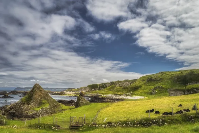 Framed Print : Heard of cows resting on green field of beautiful Causeway Coast at Ballintoy Harbour and cottage