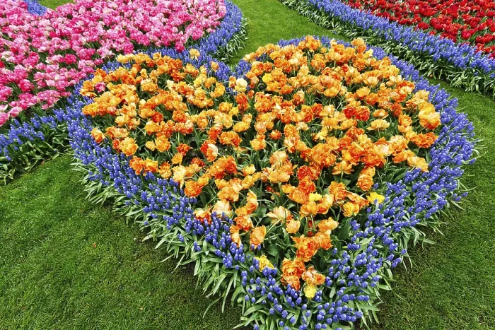 Framed Print : Heart, bed with tulips (Tulipa) and grape hyacinths (Muscari) Framed Print : Heart, bed with tulips (Tulipa) and grape hyacinths (Muscari)