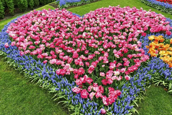 Framed Print : Heart, bed with tulips (Tulipa) and grape hyacinths (Muscari)