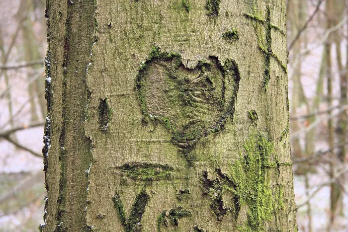 Framed Print : Heart and some letters carved into a deciduous tree Framed Print : Heart and some letters carved into a deciduous tree