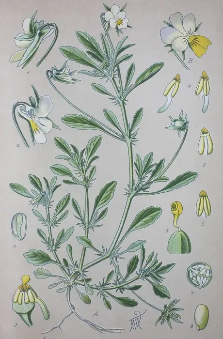 Framed Print : Heartsease (Viola tricolor), historical illustration from 1885