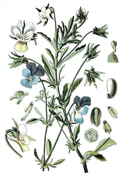 Framed Print : Heartsease or Wild Pansy (Viola tricolor) Framed Print : Heartsease or Wild Pansy (Viola tricolor)
