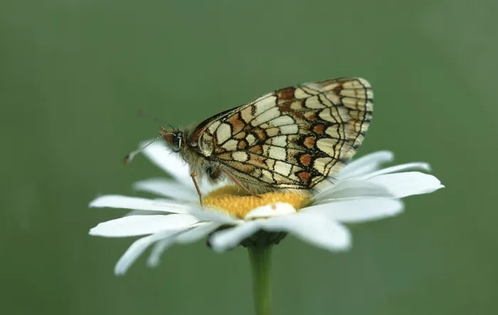 Framed Print : Heath fritillary (Melitaea athalia)