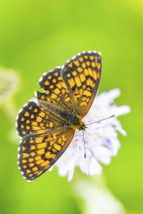 Framed Print : Heath fritillary (Mellicta athalia) butterfly sitting in a colorful blossom