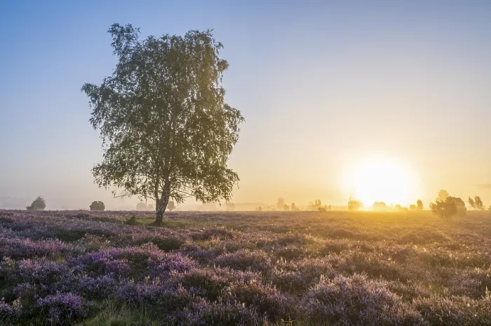 Framed Print : Heath landscape, flowering common heather (Calluna vulgaris) Framed Print : Heath landscape, flowering common heather (Calluna vulgaris)