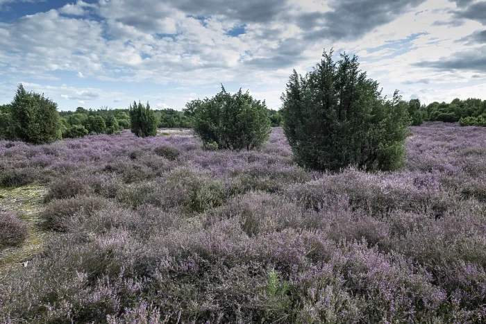 Framed Print : Heath landscape, heather (Calluna vulgaris)