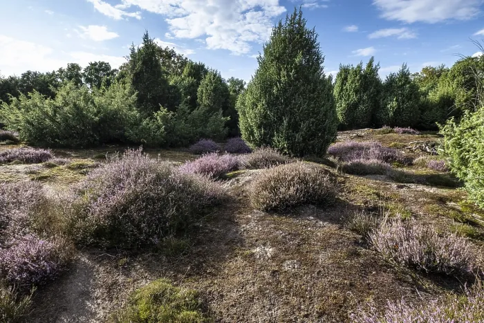 Framed Print : Heath landscape, heather (Calluna vulgaris) Framed Print : Heath landscape, heather (Calluna vulgaris)