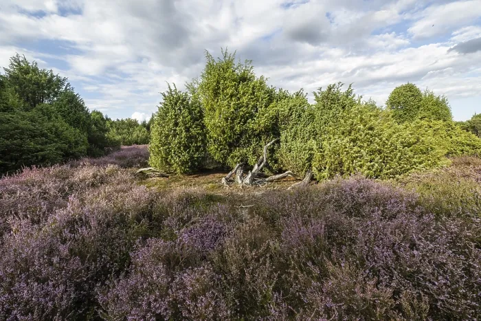 Framed Print : Heath landscape, heather (Calluna vulgaris)