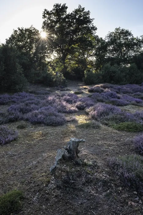 Framed Print : Heath landscape, heather (Calluna vulgaris)
