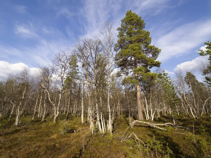 Framed Print : Heath and mixed Hairy Birch (Betula pubescens) and Pine trees (Pinus sylvestris) Framed Print : Heath and mixed Hairy Birch (Betula pubescens) and Pine trees (Pinus sylvestris)