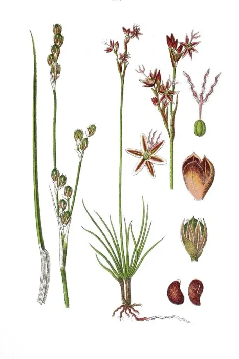 Framed Print : Heath rush (Juncus squarrosus)