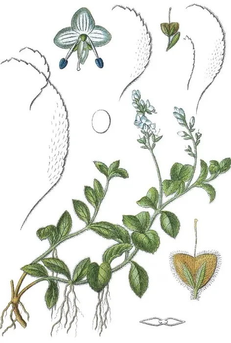 Framed Print : Heath speedwell, Common speedwell