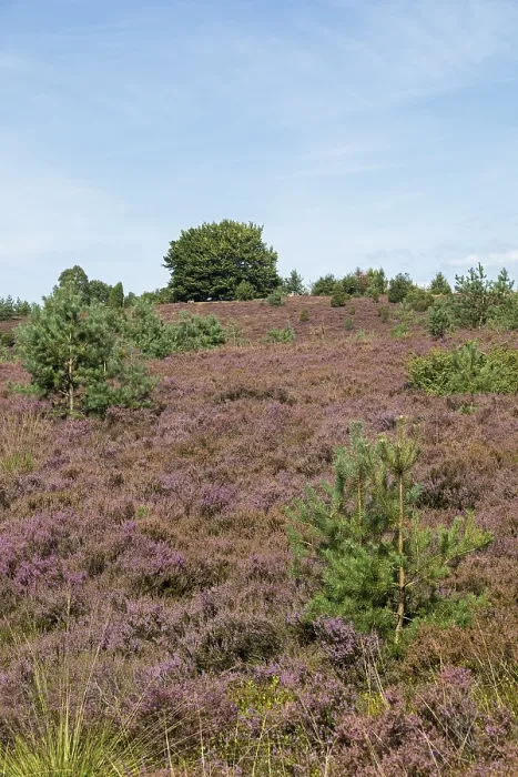 Framed Print : Heather blossom, trees, Wilseder Berg near Wilsede