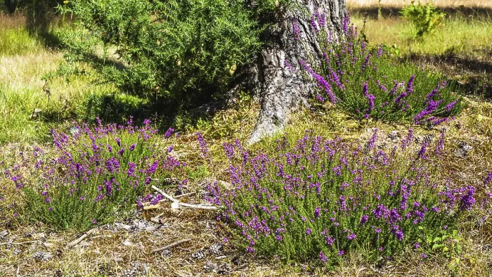 Framed Print : Heather on Brownsea Island, Poole