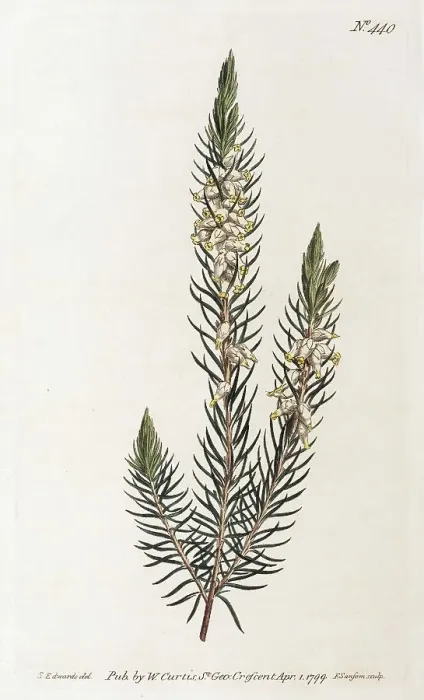 Framed Print : Heather (Erica), hand-coloured copper engraving by Sansom from William Curtis Botanical Magazine