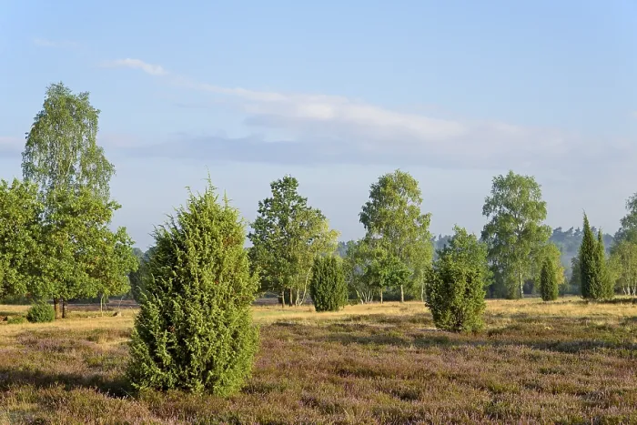 Framed Print : Heathland, Ellerndorf juniper heath Framed Print : Heathland, Ellerndorf juniper heath