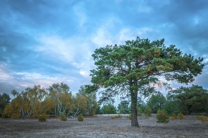 Framed Print : Heathland with Scots pine (Pinus sylvestris) tree
