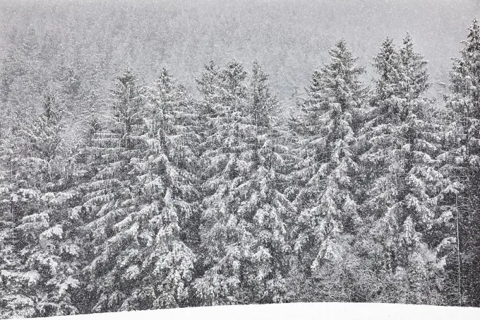 Framed Print : Heavy snowfall in spruce forest Framed Print : Heavy snowfall in spruce forest