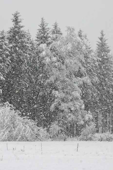Framed Print : Heavy snowfall in a spruce mixed forest Framed Print : Heavy snowfall in a spruce mixed forest