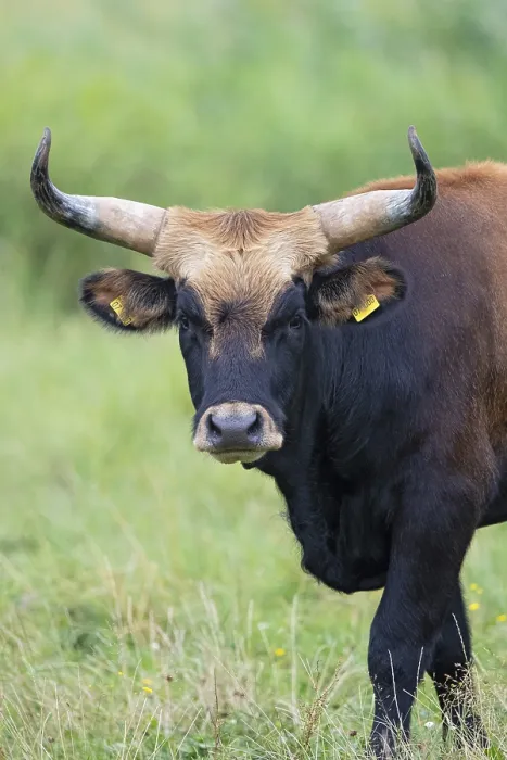 Framed Print : Heck cattle (Bos primigenius f)