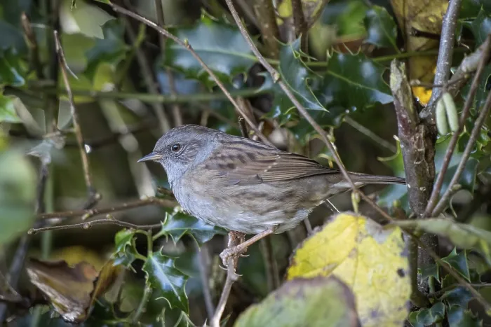 Framed Print : Hedge Accentor (Dunnock) in a hedge in Sussex Framed Print : Hedge Accentor (Dunnock) in a hedge in Sussex