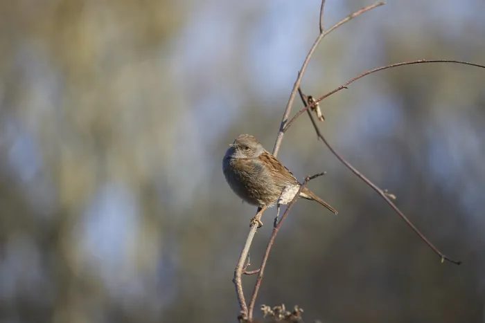 Framed Print : Hedge Accentor perched on a bramble in Sussex