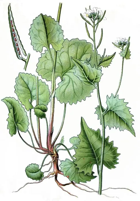 Framed Print : Hedge Garlic (Sisymbrium alliaria scopoli)