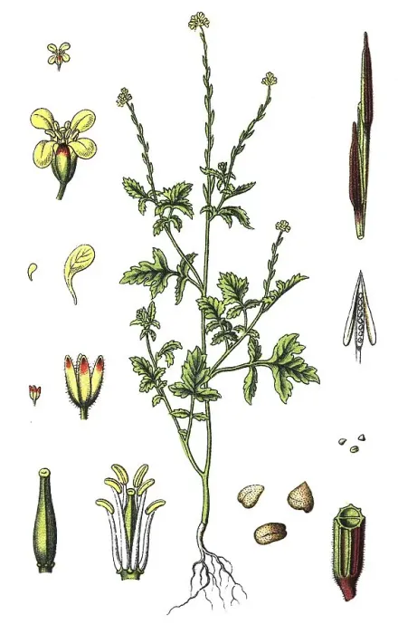 Framed Print : Hedge mustard (Sisymbrium officinale)