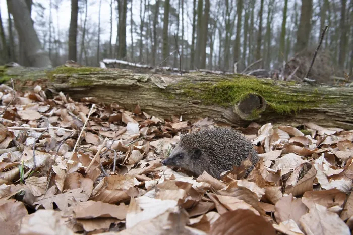 Framed Print : Hedgehog (Erinaceidae) on the forest floor looking for winter quarters