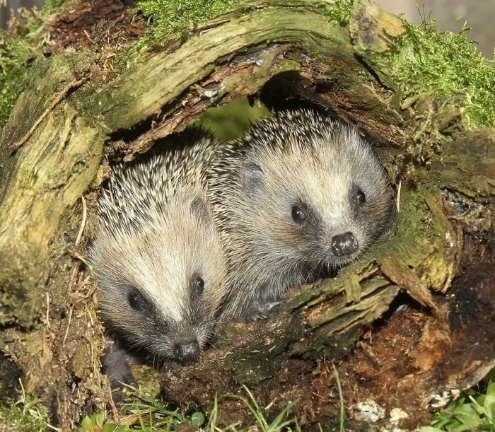 Framed Print : Hedgehog (Erinaceus europaeus) Framed Print : Hedgehog (Erinaceus europaeus)
