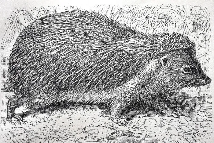 Framed Print : Hedgehog (Erinaceus europaeus)