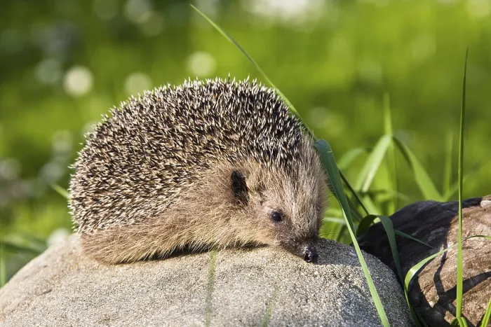 Framed Print : Hedgehog (Erinaceus europaeus) Framed Print : Hedgehog (Erinaceus europaeus)