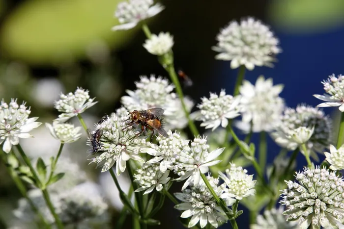 Framed Print : Hedgehog fly (Tachina fera) on an astrantia (Astrantia major) Framed Print : Hedgehog fly (Tachina fera) on an astrantia (Astrantia major)