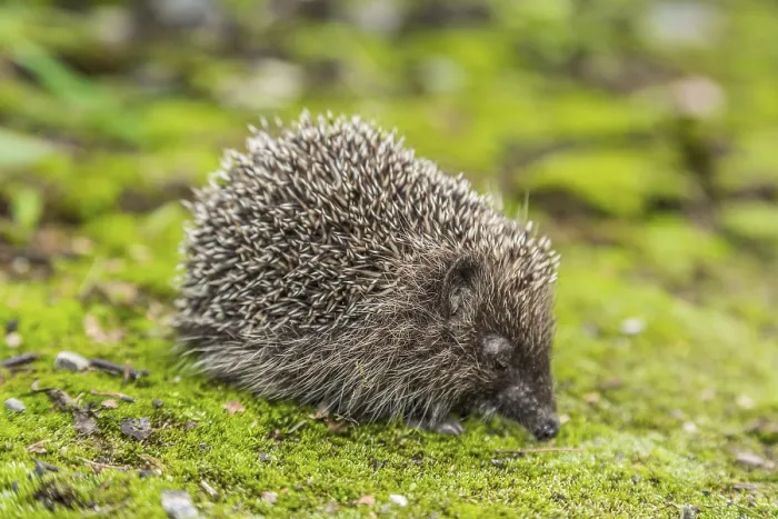 Framed Print : Hedgehog in a garden is looking for food