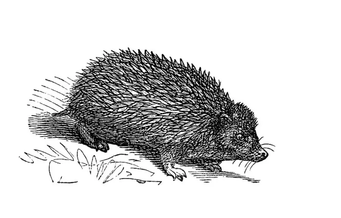 Framed Print : Hedgehog, historical illustration from: Marie Adenfeller