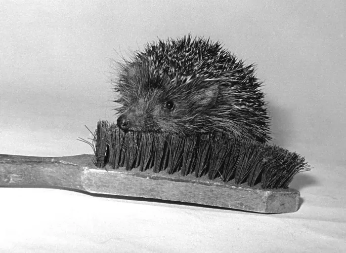 Framed Print : Hedgehog lies on a brush, ca. 1970s