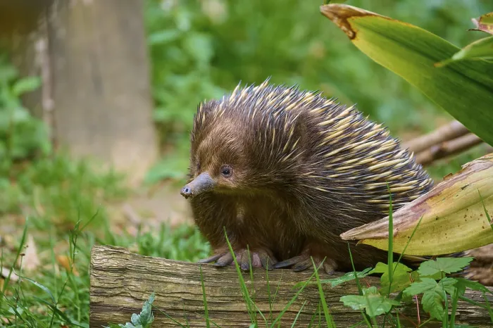 Framed Print : A hedgehog sits on a piece of wood in the greenery