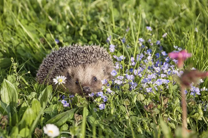Framed Print : Hedgehog in spring on a flower meadow Framed Print : Hedgehog in spring on a flower meadow