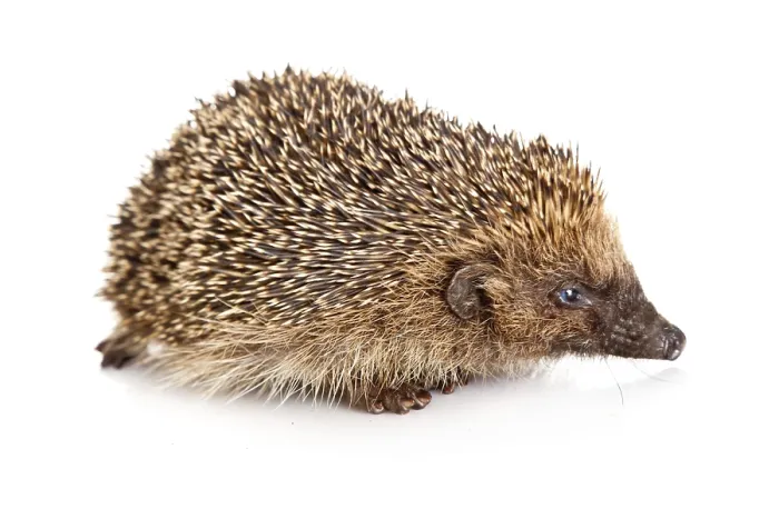 Framed Print : Hedgehog on a white background