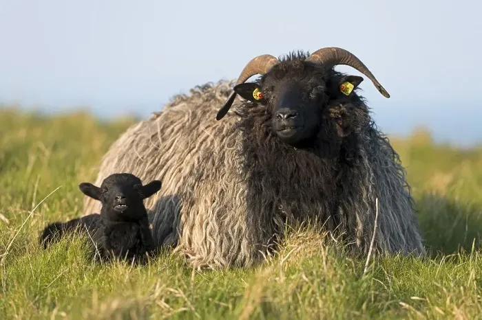 Framed Print : Heidschnucke moorland sheep and lamb Framed Print : Heidschnucke moorland sheep and lamb
