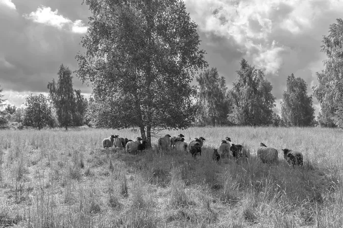 Framed Print : Heidschnucken grazing a nature reserve Framed Print : Heidschnucken grazing a nature reserve